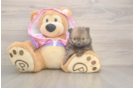 Pomeranian Pup Being Cute