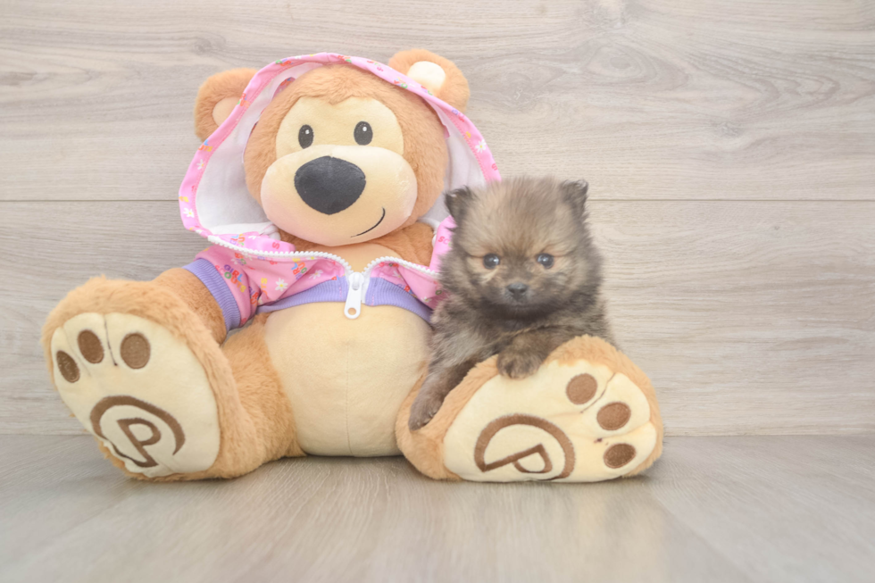 Pomeranian Pup Being Cute