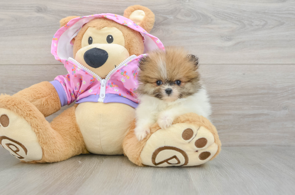 8 week old Pomeranian Puppy For Sale - Seaside Pups