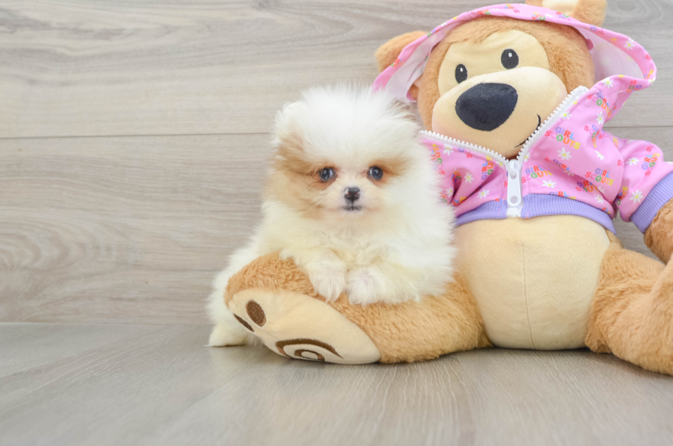 8 week old Pomeranian Puppy For Sale - Seaside Pups