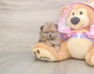 9 week old Pomeranian Puppy For Sale - Seaside Pups