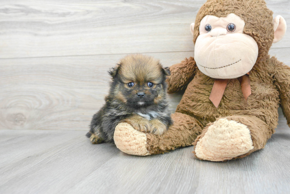 Pomeranian Pup Being Cute