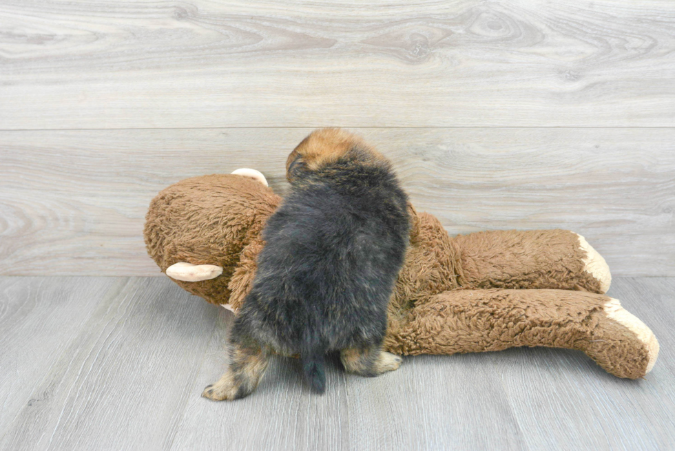 Small Pomeranian Baby