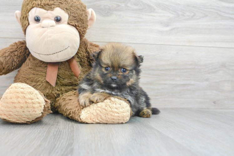 Best Pomeranian Baby