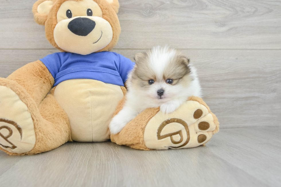 7 week old Pomeranian Puppy For Sale - Seaside Pups