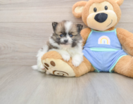 8 week old Pomeranian Puppy For Sale - Seaside Pups