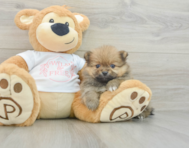 6 week old Pomeranian Puppy For Sale - Seaside Pups