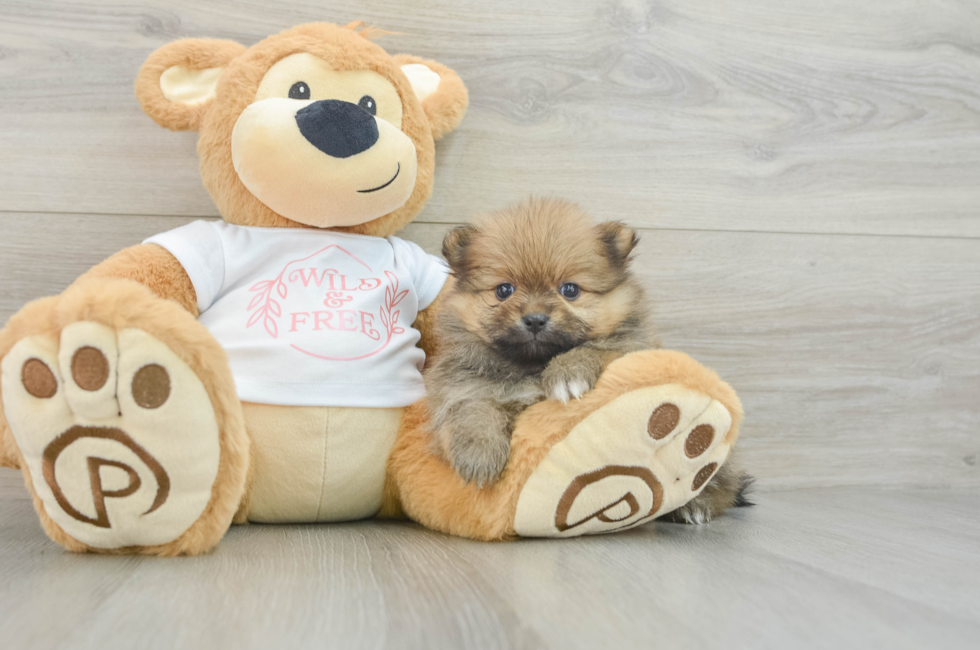 7 week old Pomeranian Puppy For Sale - Seaside Pups