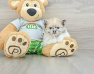 9 week old Pomeranian Puppy For Sale - Seaside Pups