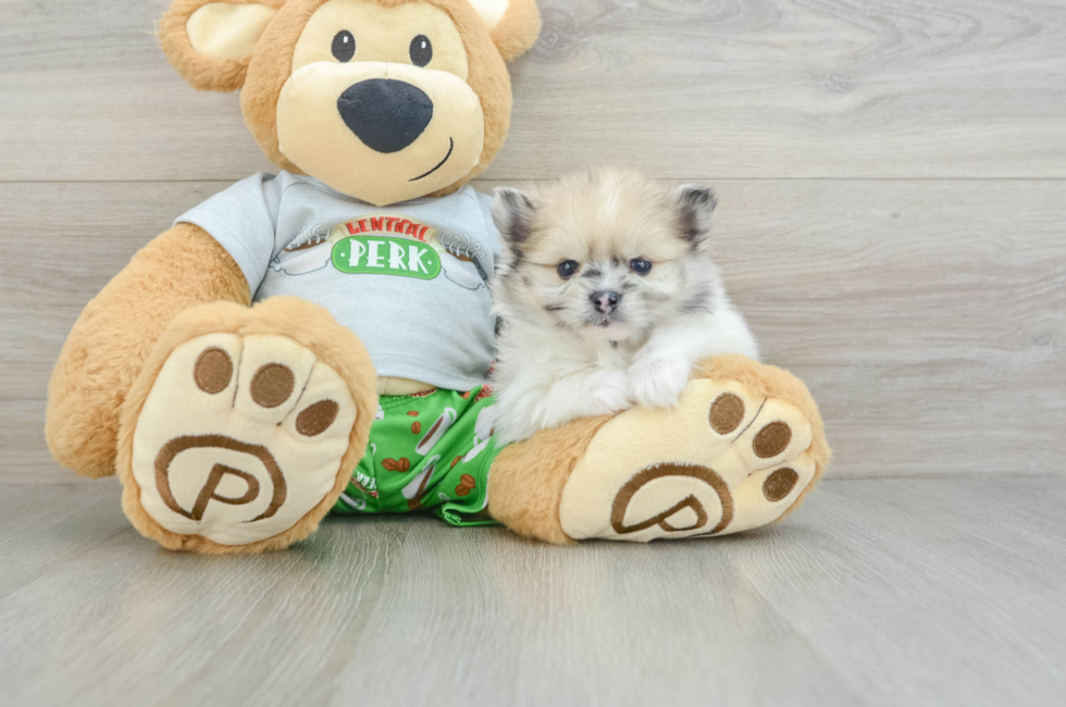 6 week old Pomeranian Puppy For Sale - Seaside Pups