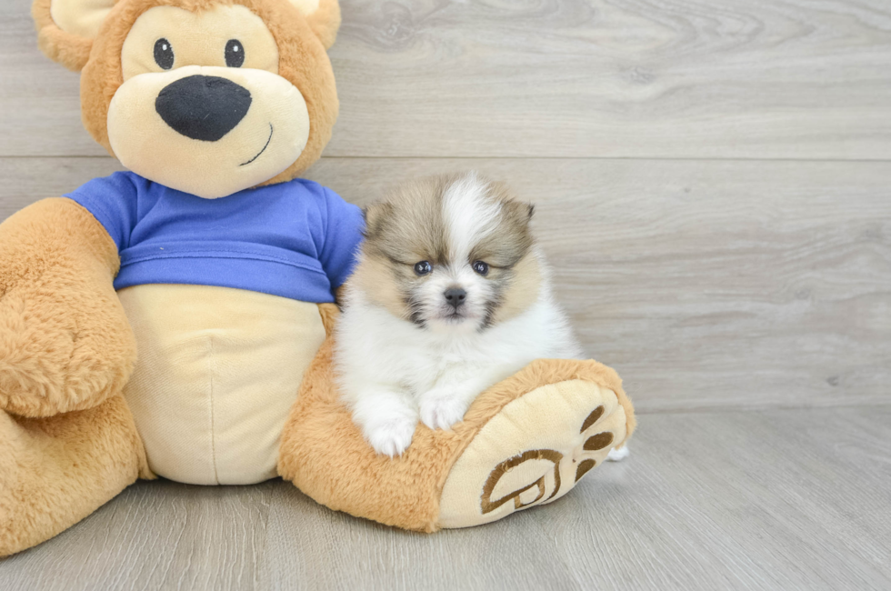 7 week old Pomeranian Puppy For Sale - Seaside Pups