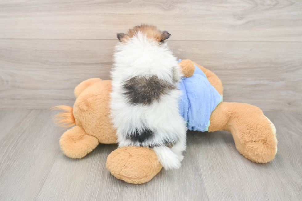 Cute Pom Pom Purebred Puppy