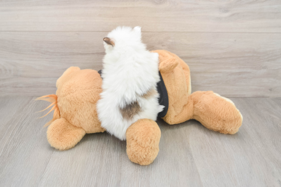 Pomeranian Puppy for Adoption