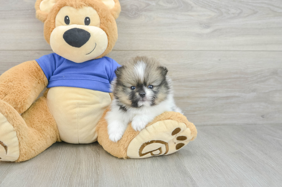 7 week old Pomeranian Puppy For Sale - Seaside Pups