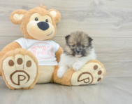 7 week old Pomeranian Puppy For Sale - Seaside Pups