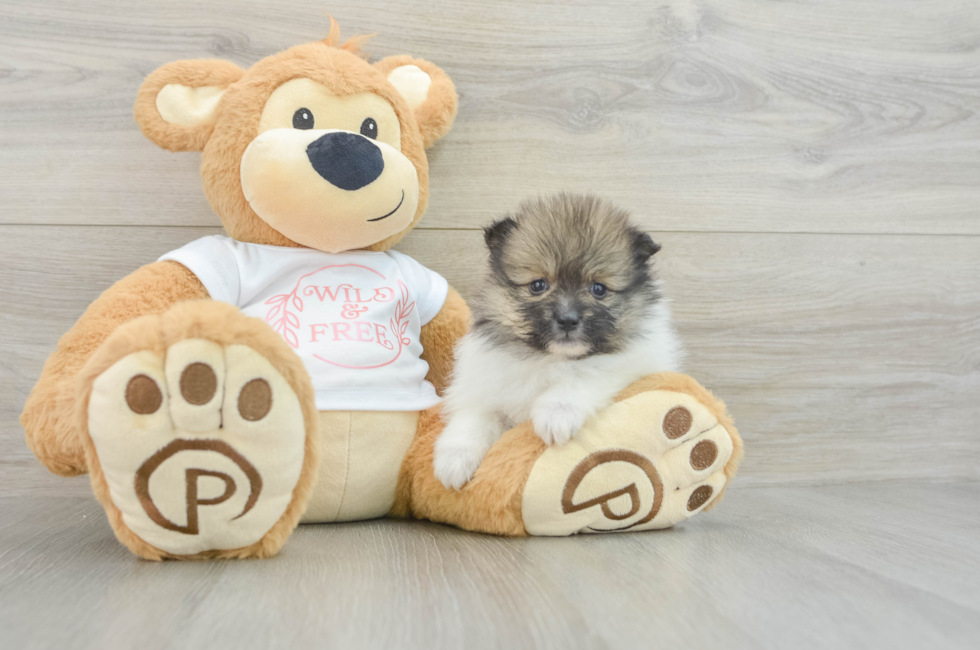 7 week old Pomeranian Puppy For Sale - Seaside Pups