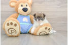 Little Pomeranian Baby