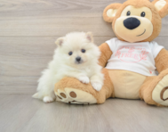 8 week old Pomeranian Puppy For Sale - Seaside Pups