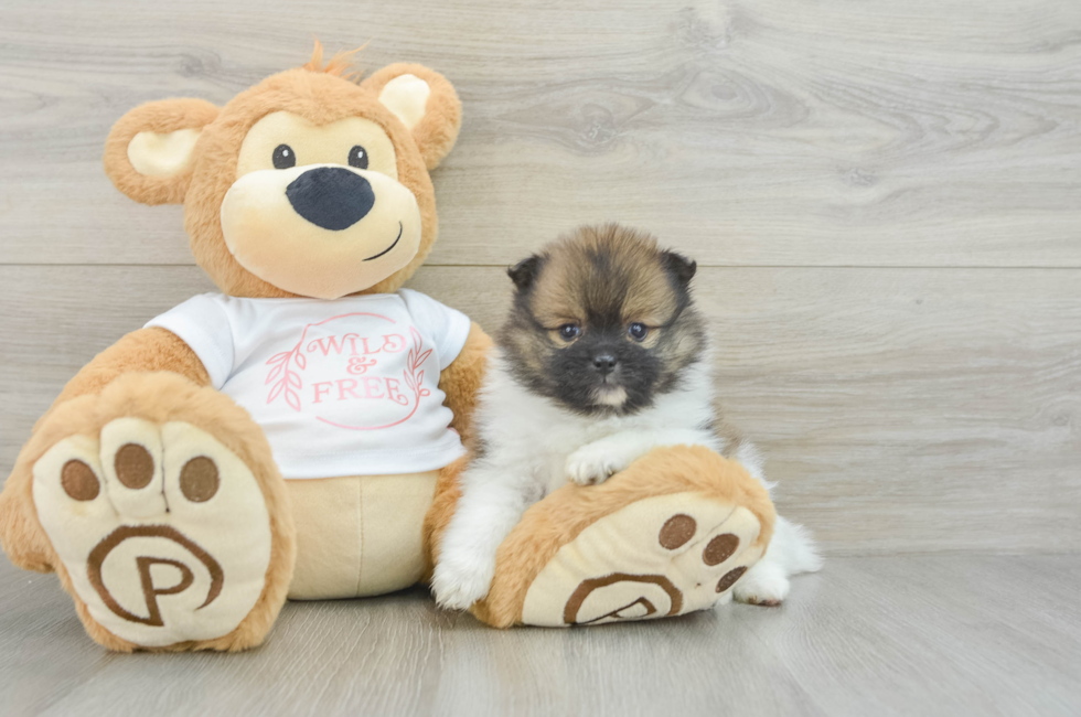 7 week old Pomeranian Puppy For Sale - Seaside Pups