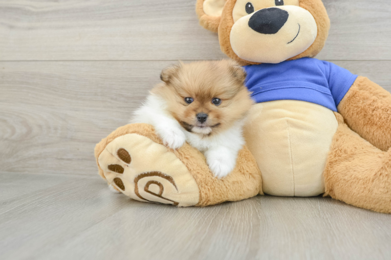 Meet Nordy - our Pomeranian Puppy Photo 1/3 - Seaside Pups