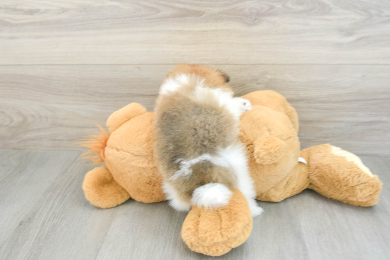 Meet Nordy - our Pomeranian Puppy Photo 2/3 - Seaside Pups