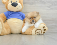 9 week old Pomeranian Puppy For Sale - Seaside Pups