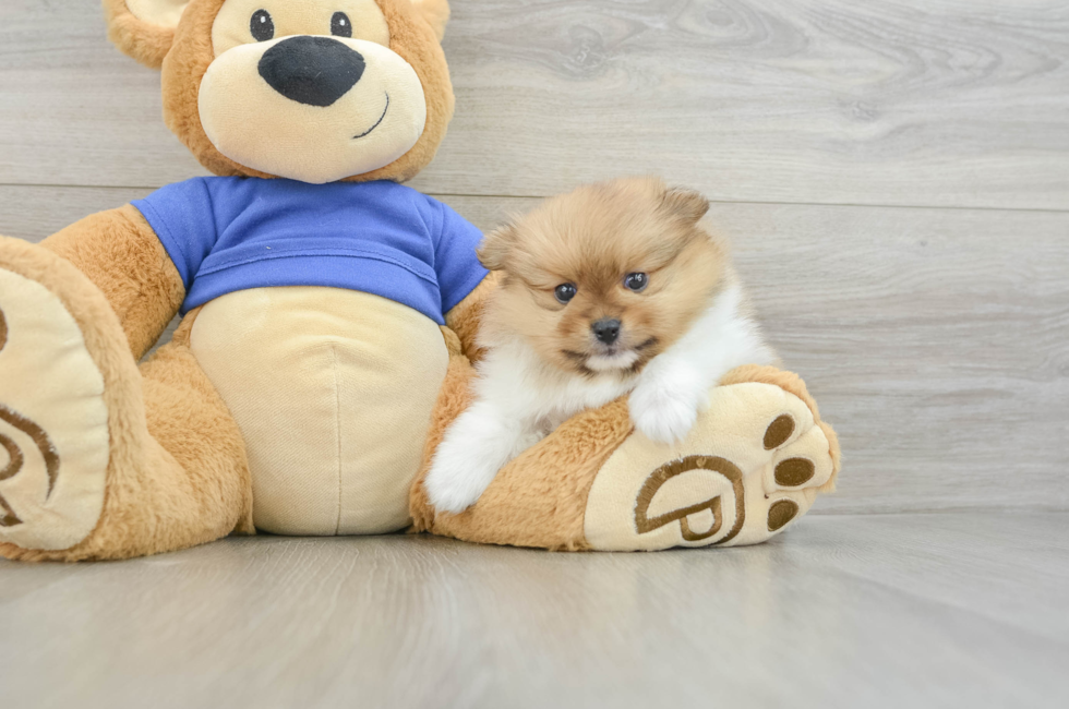 7 week old Pomeranian Puppy For Sale - Seaside Pups