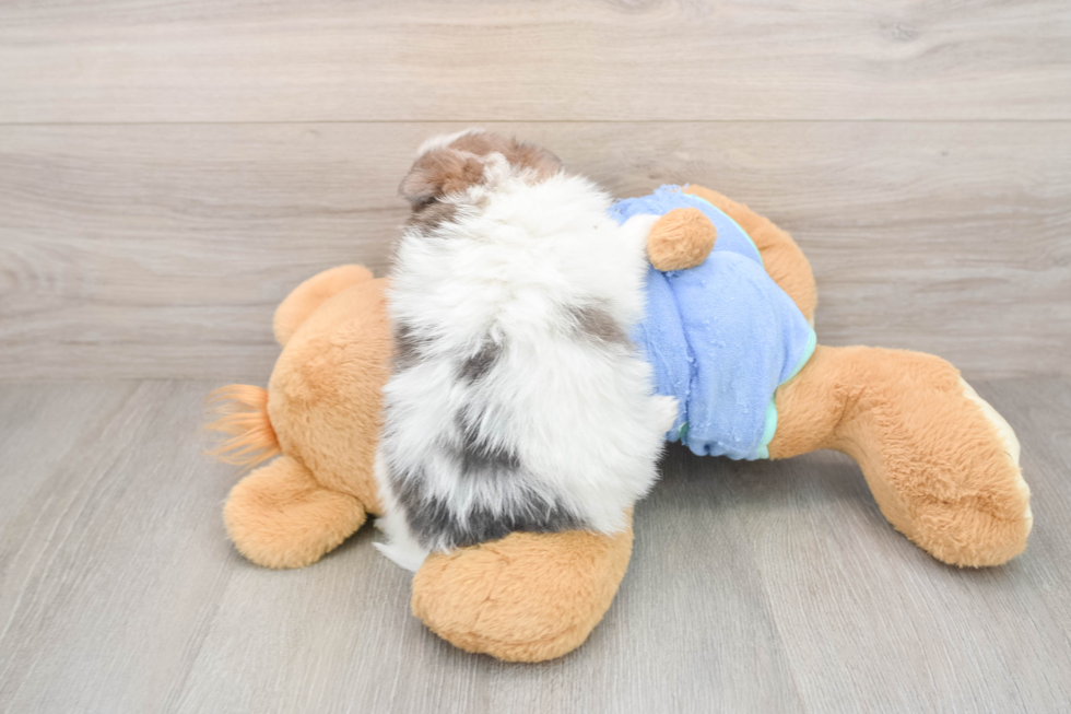 Popular Pomeranian Baby