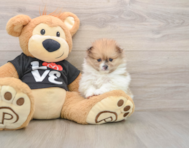 7 week old Pomeranian Puppy For Sale - Seaside Pups