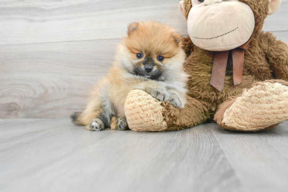 Pomeranian Pup Being Cute