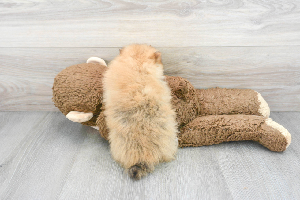 Hypoallergenic Pomeranian Purebred Pup