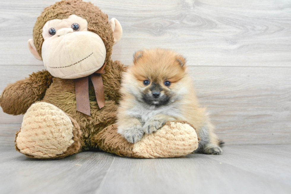 Pomeranian Pup Being Cute