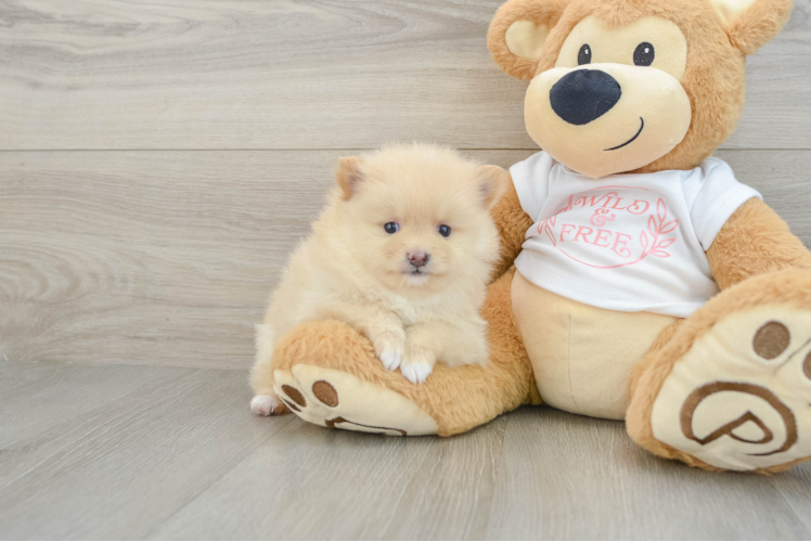 Hypoallergenic Pomeranian Purebred Pup