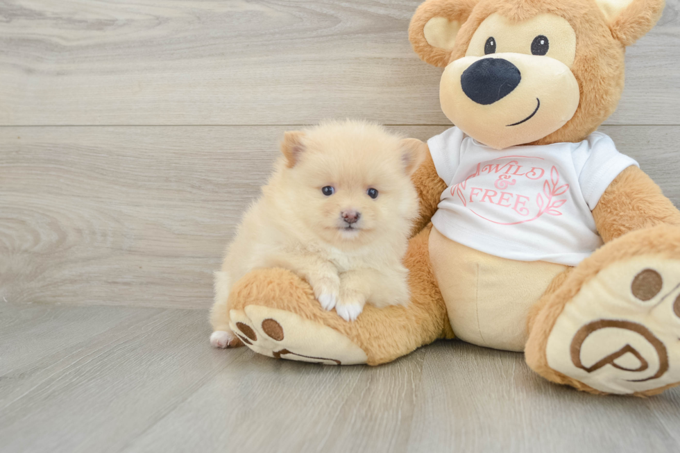 Hypoallergenic Pomeranian Purebred Pup