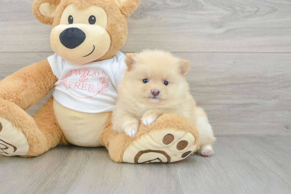 Pomeranian Puppy for Adoption