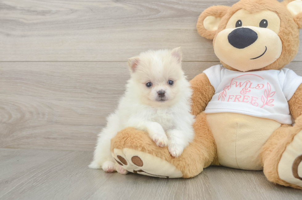 5 week old Pomeranian Puppy For Sale - Seaside Pups