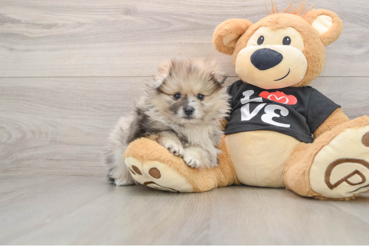 Petite Swergspitz Purebred Puppy