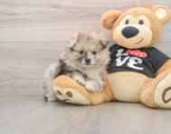 7 week old Pomeranian Puppy For Sale - Seaside Pups