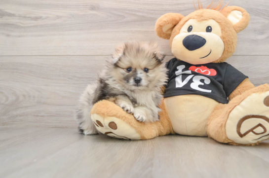 Petite Swergspitz Purebred Puppy