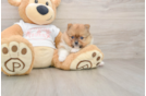 Akc Registered Pomeranian Baby