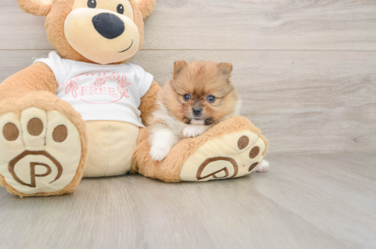 Akc Registered Pomeranian Baby
