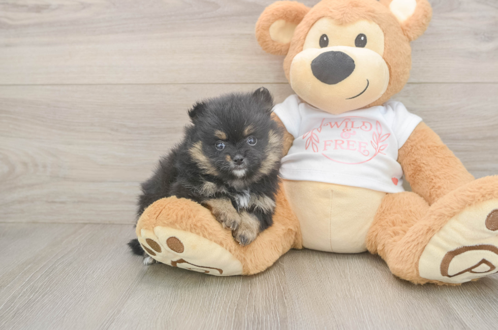 5 week old Pomeranian Puppy For Sale - Seaside Pups