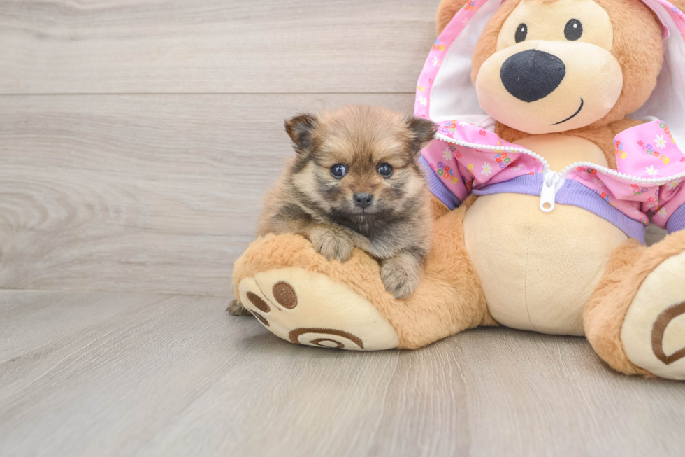 Funny Pomeranian Baby