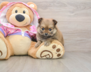 8 week old Pomeranian Puppy For Sale - Seaside Pups