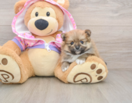 8 week old Pomeranian Puppy For Sale - Seaside Pups