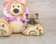 8 week old Pomeranian Puppy For Sale - Seaside Pups