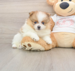 7 week old Pomeranian Puppy For Sale - Seaside Pups