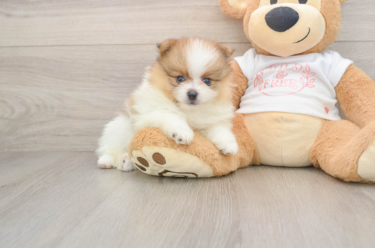 Happy Pom Pom Purebred Puppy
