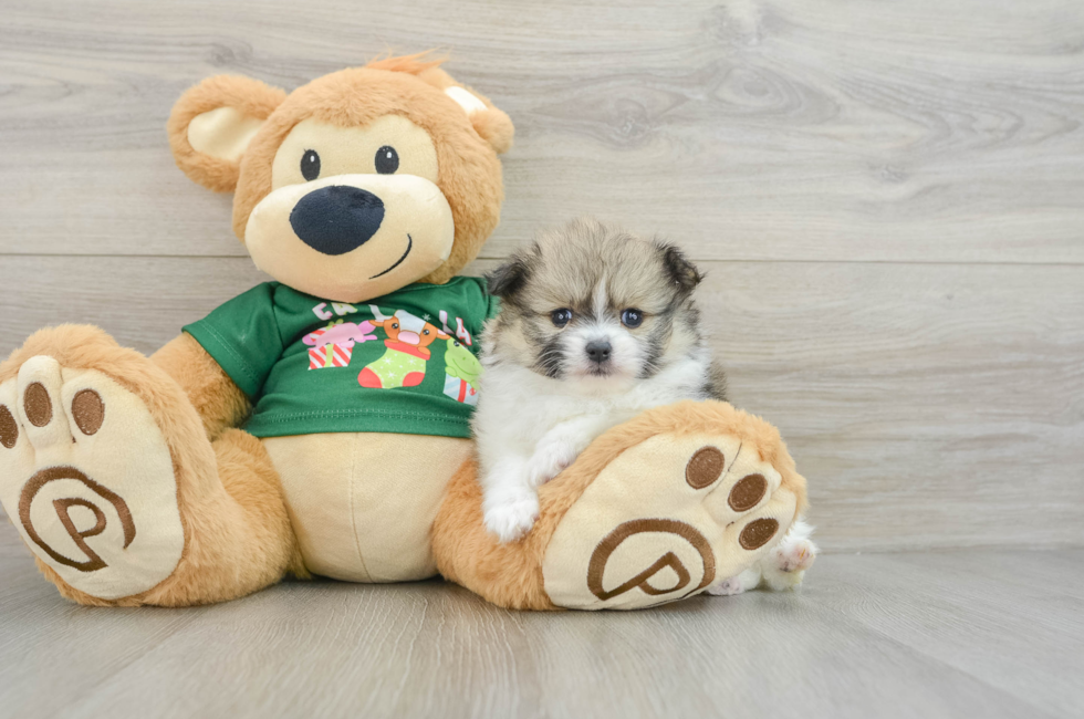 5 week old Pomeranian Puppy For Sale - Seaside Pups