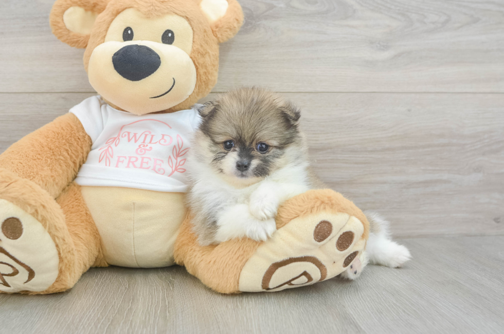 5 week old Pomeranian Puppy For Sale - Seaside Pups